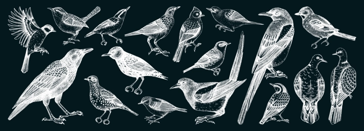 Birds vector sketches. Magpie, dove, sparrow, great tit, raven - wild birds isolated on chalkboard. Hand drawn wildlife illustrations. NOT AI generated